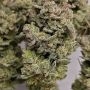 Sour Jealousy Auto Feminized by Fast Buds THC Content Potency Strength CBD Height Yield Flowering Time Indica Sativa Genetics