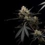 Fast Buds Pound Cake Auto Smoke Buds Weed Ganja Skunk Dope Pot Images Pics Nuggets