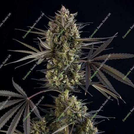 Pound Cake Auto Feminized Marijuana Strain by Fast Buds For Sale Online at Cannabis Seeds Outlet