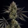 Pound Cake Auto Feminized Marijuana Strain by Fast Buds For Sale Online at Cannabis Seeds Outlet