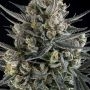 Pound Cake Auto Feminized by Fast Buds THC Content Potency Strength CBD Height Yield Flowering Time Indica Sativa Genetics