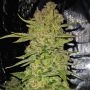 Fast Buds Papaya Cookies Auto Smoke Buds Weed Ganja Skunk Dope Pot Images Pics Nuggets