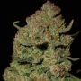 Papaya Cookies Auto Feminized by Fast Buds THC Content Potency Strength CBD Height Yield Flowering Time Indica Sativa Genetics