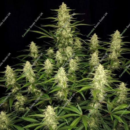 Papaya Cookies Auto Feminized Marijuana Strain by Fast Buds For Sale Online at Cannabis Seeds Outlet