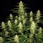 Papaya Cookies Auto Feminized Marijuana Strain by Fast Buds For Sale Online at Cannabis Seeds Outlet