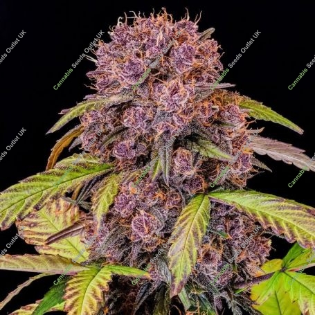 Lemon Cherry Cookies Auto Feminized Marijuana Strain by Fast Buds For Sale Online at Cannabis Seeds Outlet
