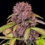 Lemon Cherry Cookies Auto Feminized Marijuana Strain by Fast Buds For Sale Online at Cannabis Seeds Outlet