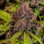 Fast Buds Lemon Cherry Cookies Auto Smoke Buds Weed Ganja Skunk Dope Pot Images Pics Nuggets