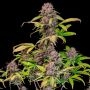 Lemon Cherry Cookies Auto Feminized by Fast Buds THC Content Potency Strength CBD Height Yield Flowering Time Indica Sativa Gene