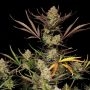 Fast Buds Apple Strudel Auto Smoke Buds Weed Ganja Skunk Dope Pot Images Pics Nuggets
