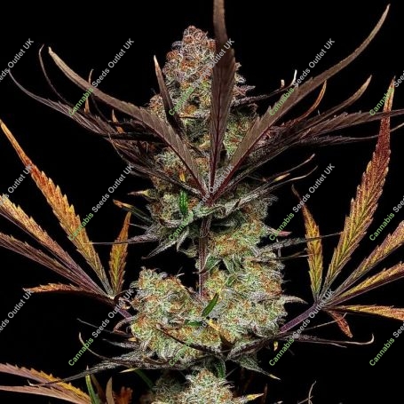 Apple Strudel Auto Feminized Marijuana Strain by Fast Buds For Sale Online at Cannabis Seeds Outlet