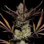 Apple Strudel Auto Feminized Marijuana Strain by Fast Buds For Sale Online at Cannabis Seeds Outlet