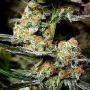 Apple Strudel Auto Feminized by Fast Buds THC Content Potency Strength CBD Height Yield Flowering Time Indica Sativa Genetics