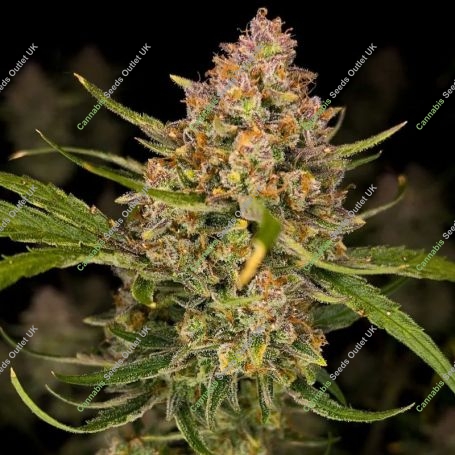 Guava Auto Feminized Marijuana Strain by Fast Buds For Sale Online at Cannabis Seeds Outlet