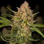 Guava Auto Feminized Marijuana Strain by Fast Buds For Sale Online at Cannabis Seeds Outlet
