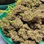 Fast Buds Guava Auto Smoke Buds Weed Ganja Skunk Dope Pot Images Pics Nuggets
