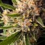 Guava Auto Feminized by Fast Buds THC Content Potency Strength CBD Height Yield Flowering Time Indica Sativa Genetics