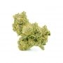 Cannabis Seeds Outlet Weed Strain Skunk No1 Express Fast V Marijuana Seeds Original Collector Souvenir Authentic Packaging Packs