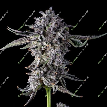 Candy Bezels Feminized Marijuana Strain by Compound Genetics For Sale Online at Cannabis Seeds Outlet