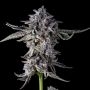 Candy Bezels Feminized Marijuana Strain by Compound Genetics For Sale Online at Cannabis Seeds Outlet