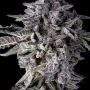 Compound Genetics Candy Bezels Smoke Buds Weed Ganja Skunk Dope Pot Images Pics Nuggets