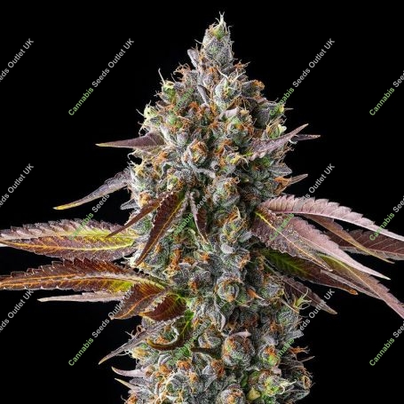 Strawberry Skrilla Feminized Marijuana Strain by Compound Genetics For Sale Online at Cannabis Seeds Outlet