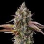 Strawberry Skrilla Feminized Marijuana Strain by Compound Genetics For Sale Online at Cannabis Seeds Outlet