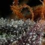 Strawberry Skrilla Feminized by Compound Genetics THC Content Potency Strength CBD Height Yield Flowering Time Indica Sativa Gen