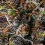 Compound Genetics Strawberry Skrilla Smoke Buds Weed Ganja Skunk Dope Pot Images Pics Nuggets