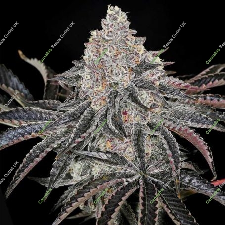 Permafunk Feminized Marijuana Strain by Compound Genetics For Sale Online at Cannabis Seeds Outlet