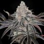 Permafunk Feminized Marijuana Strain by Compound Genetics For Sale Online at Cannabis Seeds Outlet