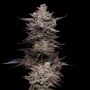 Compound Genetics Permafunk Smoke Buds Weed Ganja Skunk Dope Pot Images Pics Nuggets