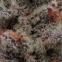 Permafunk Feminized by Compound Genetics THC Content Potency Strength CBD Height Yield Flowering Time Indica Sativa Genetics
