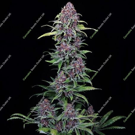 NYC Vapor Feminized Marijuana Strain by Compound Genetics For Sale Online at Cannabis Seeds Outlet