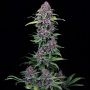 NYC Vapor Feminized Marijuana Strain by Compound Genetics For Sale Online at Cannabis Seeds Outlet