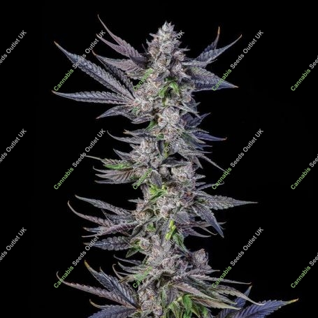 Menthol Runtz Feminized Marijuana Strain by Compound Genetics For Sale Online at Cannabis Seeds Outlet