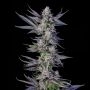 Menthol Runtz Feminized Marijuana Strain by Compound Genetics For Sale Online at Cannabis Seeds Outlet