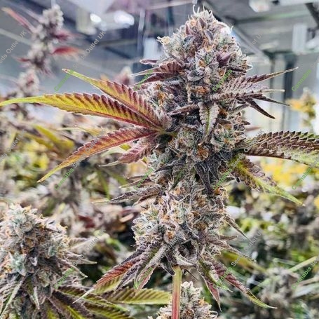 Jet Puft Feminized Marijuana Strain by Compound Genetics For Sale Online at Cannabis Seeds Outlet