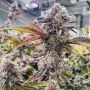 Jet Puft Feminized Marijuana Strain by Compound Genetics For Sale Online at Cannabis Seeds Outlet