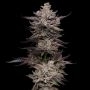 Compound Genetics Jet Puft Smoke Buds Weed Ganja Skunk Dope Pot Images Pics Nuggets