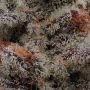 Jet Puft Feminized by Compound Genetics THC Content Potency Strength CBD Height Yield Flowering Time Indica Sativa Genetics