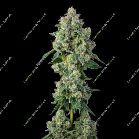 Inside Joke Feminized Marijuana Strain by Compound Genetics For Sale Online at Cannabis Seeds Outlet