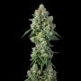 Inside Joke Feminized Marijuana Strain by Compound Genetics For Sale Online at Cannabis Seeds Outlet