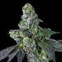 Compound Genetics Goofiez 2 Smoke Buds Weed Ganja Skunk Dope Pot Images Pics Nuggets