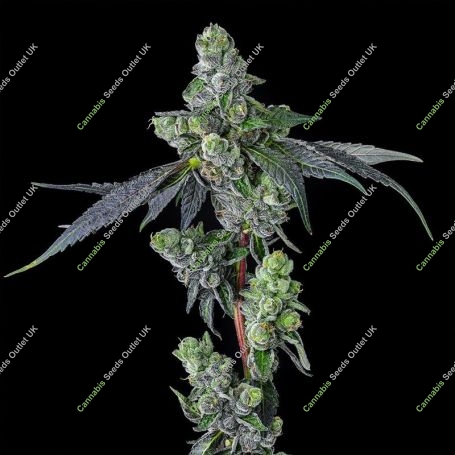 Goofiez 2 Feminized Marijuana Strain by Compound Genetics For Sale Online at Cannabis Seeds Outlet