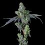 Goofiez 2 Feminized Marijuana Strain by Compound Genetics For Sale Online at Cannabis Seeds Outlet