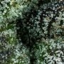 Goofiez 2 Feminized by Compound Genetics THC Content Potency Strength CBD Height Yield Flowering Time Indica Sativa Genetics