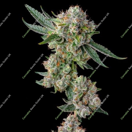 Glue 31 Feminized Marijuana Strain by Compound Genetics For Sale Online at Cannabis Seeds Outlet