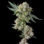 Glue 31 Feminized Marijuana Strain by Compound Genetics For Sale Online at Cannabis Seeds Outlet