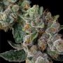 Glue 31 Feminized by Compound Genetics THC Content Potency Strength CBD Height Yield Flowering Time Indica Sativa Genetics